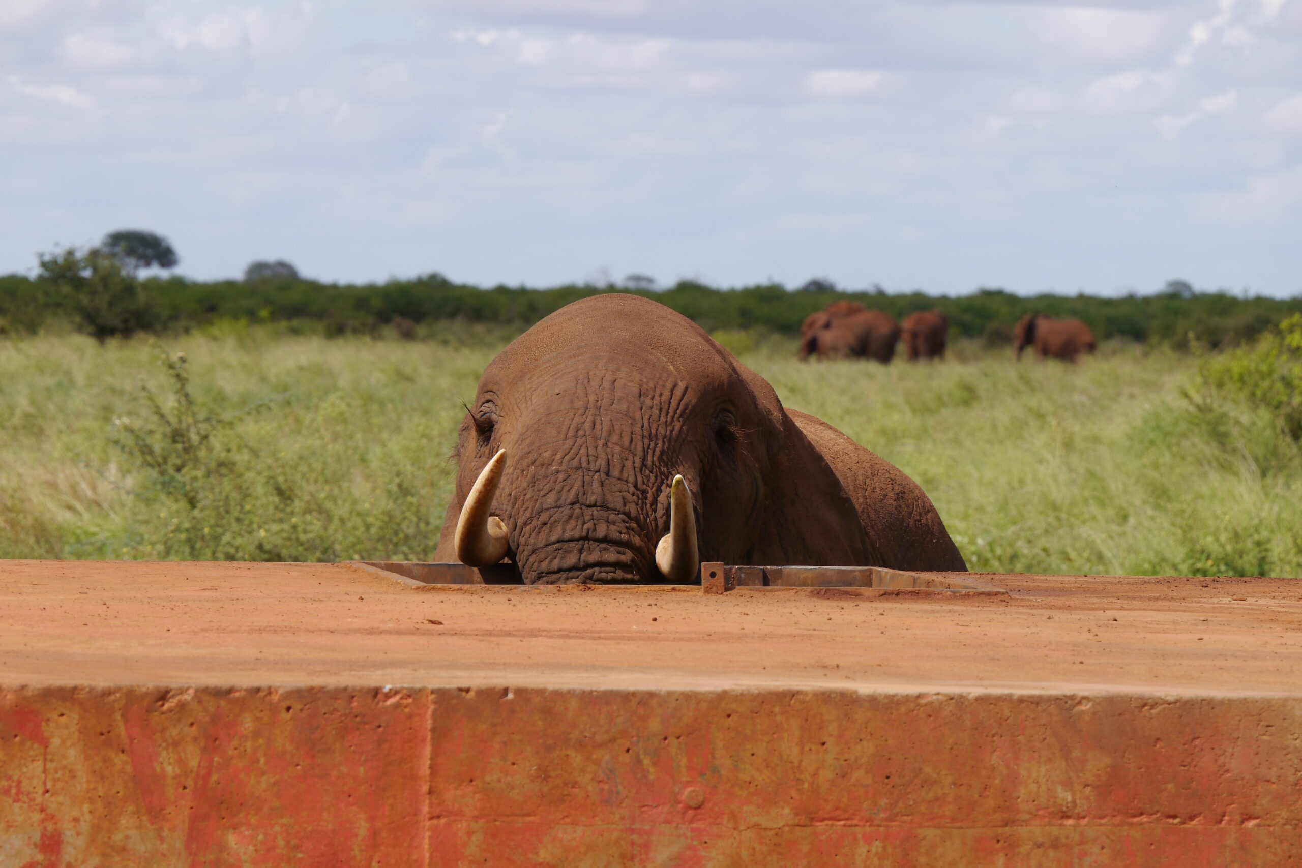 Elefant an einer Wasserleitung