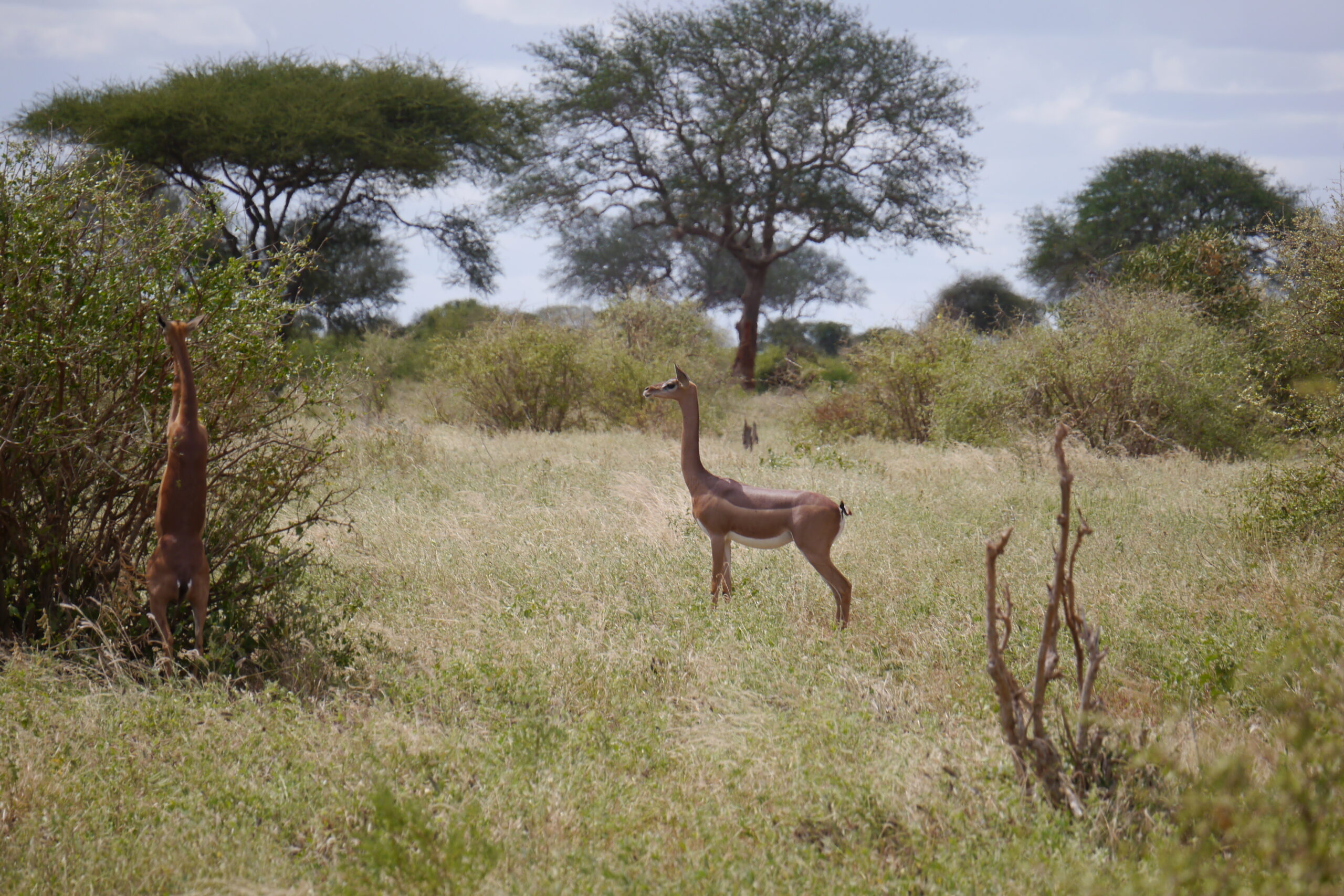 Giraffengazellen (Gerenku)